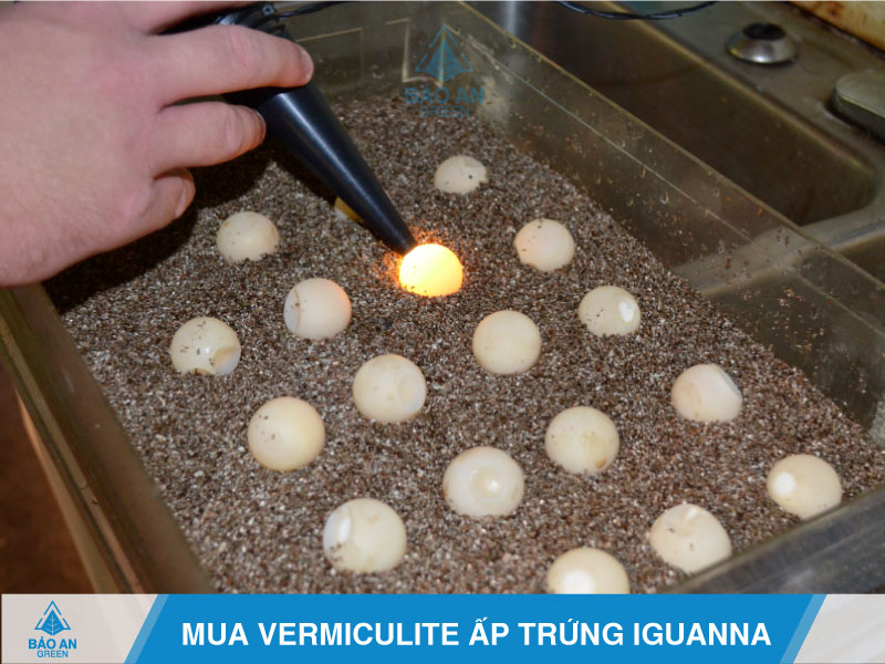 Ứng dụng của Đá Vermiculite trong ấp trứng bò sát Lguana baoangreen.vn