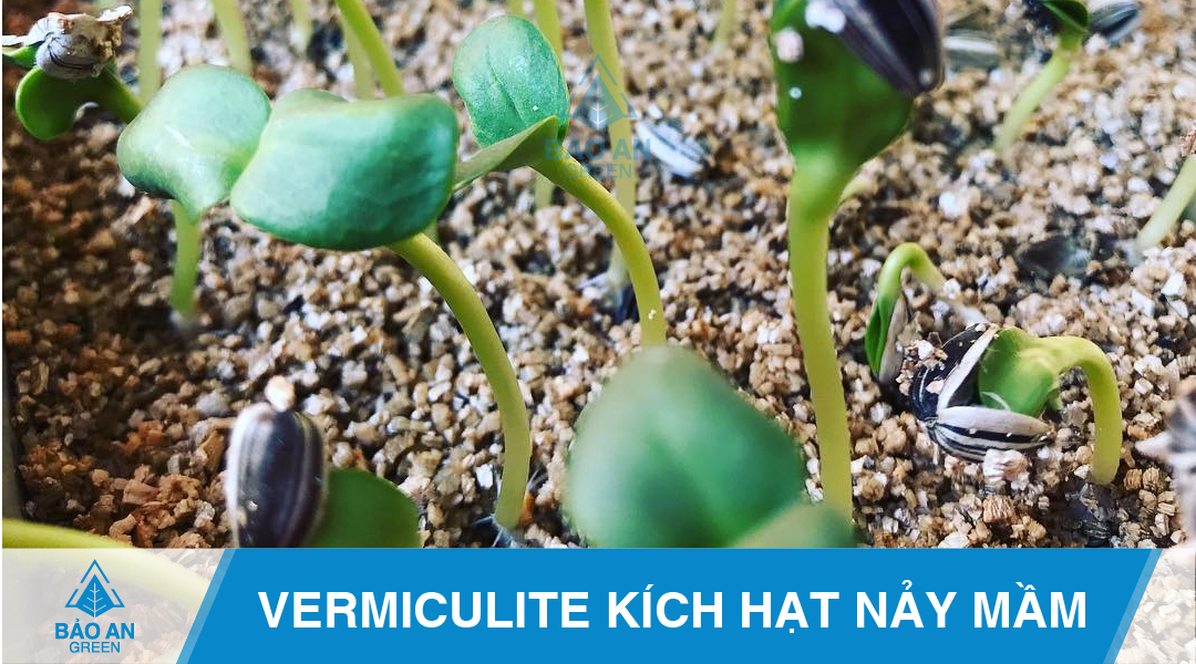 Giá thể trồng cây với đá Vermiculite ưu điểm vượt trội baoangreen.vn