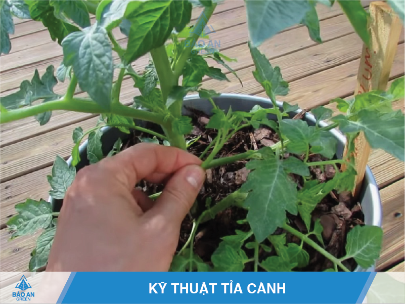 Cách trồng cà chua đơn giản hiệu quả nhất baoangreen.vn