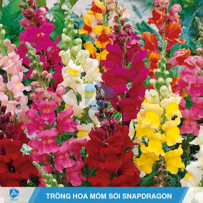 Kỹ thuật trồng hoa Mõm Sói Snapdragon với đá Perlite