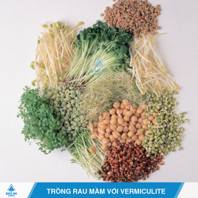 Giá thể Vermiculite trồng rau mầm