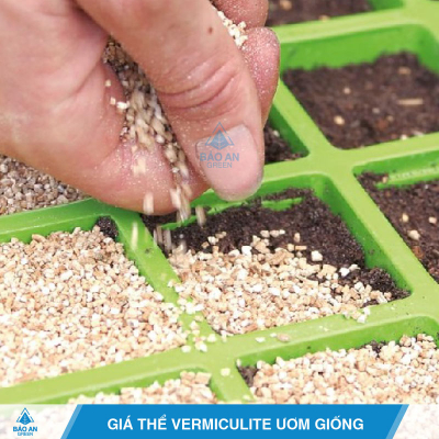 Giá thể Vermiculite ươm giống hiệu quả