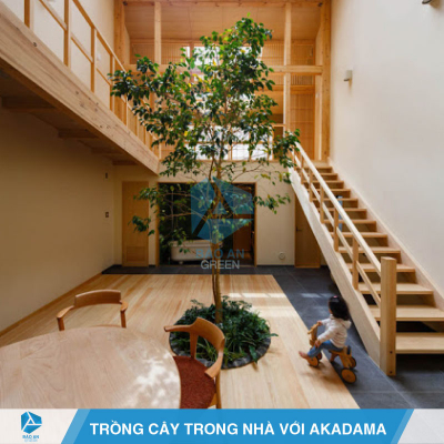 Trồng cây cảnh trong nhà với đất nung Akadama hiệu quả