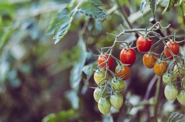 Cách trồng cà chua trong chậu cực dễ cho quả lúc lỉu